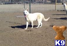 Dogs for Sale